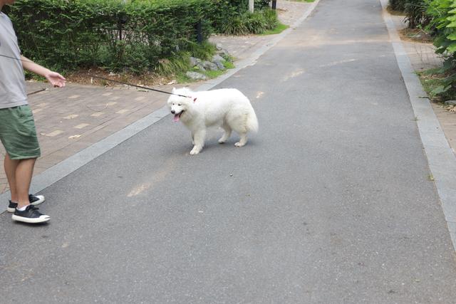 有关于宠物的网站模板:为什么狗狗和猫猫丢了之后还会认得回家的路？ 关于宠物主题的网站设计