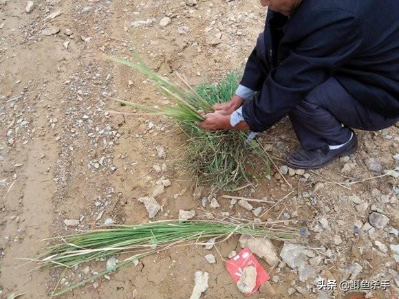 灰头鹀窝图片:钓鲫鱼、草鱼，用什么打窝最好？