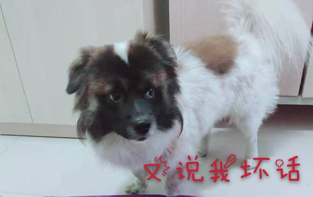 宠物牛头梗好养吗:什么动物当宠物比较好养？为什么？
