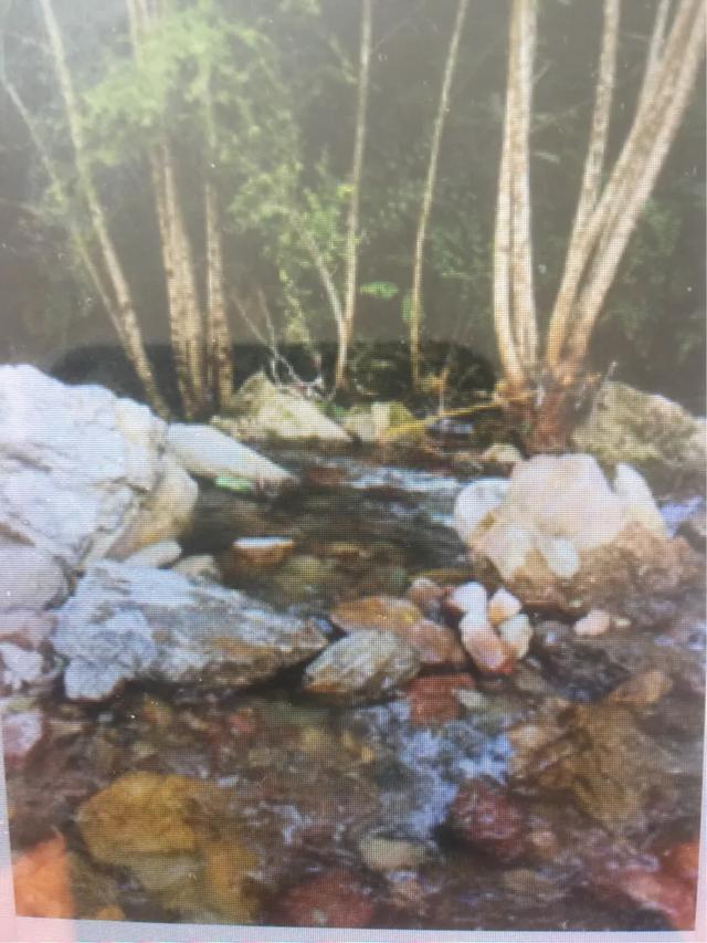 三衢道中的作者是宋代诗人曾几,写了作者什么行于三衢道中？