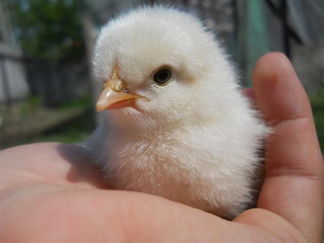 头条问答 - 刚出壳的小鸡夜间喂食吗?(晓龙身边事的回答,0赞)