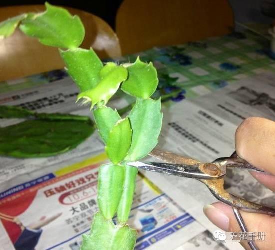 量天尺的养殖方法:可以在室内培育的仙人掌有哪些种类？