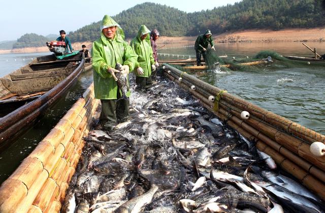 网箱养殖军曹鱼:鱼塘可以用网箱养殖草鱼吗，怎么做好？