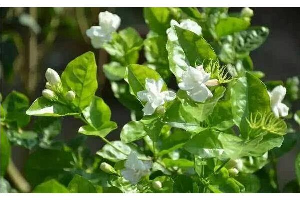 头条问答 - 什么品种的茉莉花适合在东北养?(20个回答)