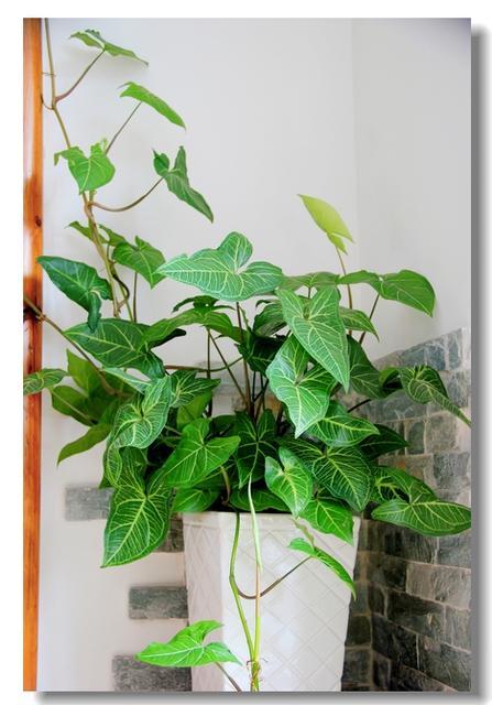 合果芋:合果芋叶片发黄并脱落，是什么原因造成的，有什么好的养护建议？