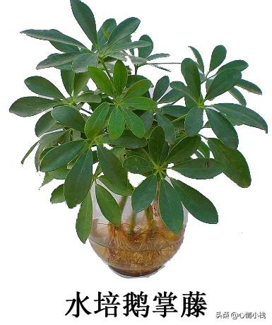 杂交鹅掌楸栽植技术:鹅掌楸种植技巧 怎样才能养好鹅掌藤呢？求大神指点？