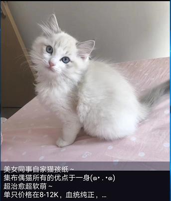 扬州布偶猫园:2300闲鱼上买一只布偶猫合理吗？