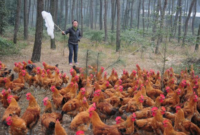 抓住救命稻草的野兽们:抓住救命稻草的野兽们百度云 在农村曾经风靡一时的“林下养鸡”，如今却人去林空，为什么？