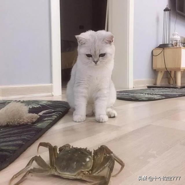 猫的品种及价格:哪些猫咪可以让主人花钱花到哭？