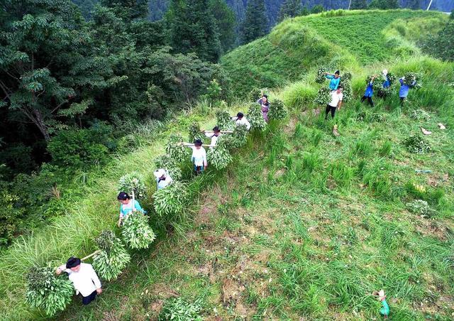 中药材价格近期走高,在农村种植中药材怎么样？哪些中药材收益高些？