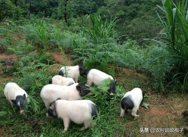 唐山小香猪养殖场:养殖香猪需要注意哪几点，怎样才能快速提高香猪的体重？ 四川哪里有小香猪养殖场