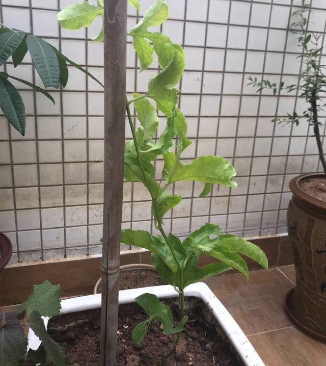 百香果是什么季节的水果,现在这个季节适合种百香果吗？