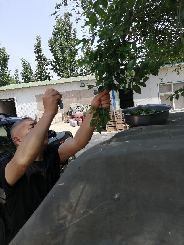 过去,农村做面条榆叶当菜挺好吃,现在你还吃榆树叶面条吗？