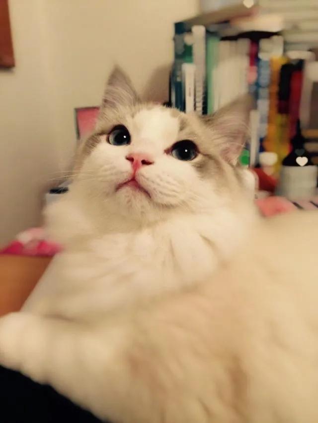 布偶猫吧 很瘦:布偶的胃是不是特别娇贵啊，注意什么？ 布偶猫很瘦怎么办