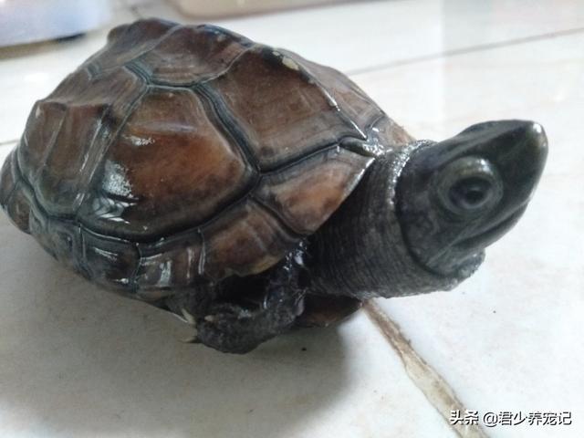 养湖北大头草龟怎么养:是火焰龟好养还是草龟好养？