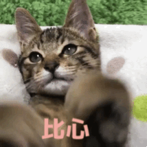 暹罗猫性格跟特点:暹罗猫性格温顺吗 新手想黏人聪敏的猫，德文卷毛猫和暹罗猫哪个更适合？