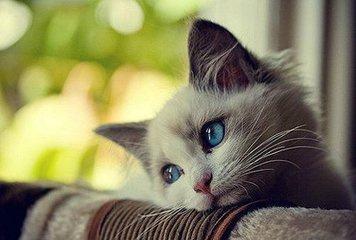 闷猫:猫咪受到惊吓后给换了个屋子，怎样才能让猫咪忘记原来的屋？