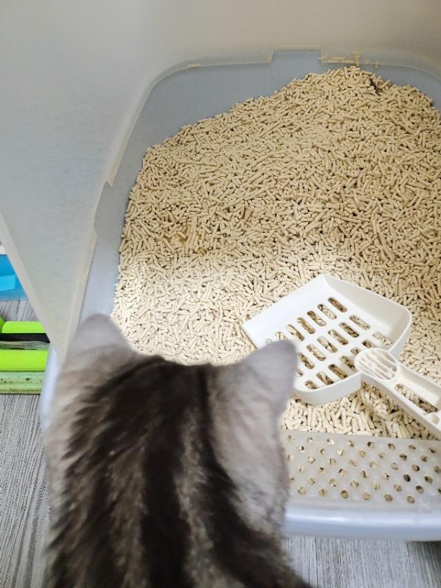 猫砂盆有放厨房的吗:猫砂盆放房间里会不会臭，猫砂放房间怎么祛味？