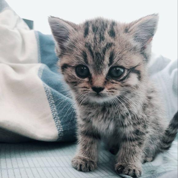 银折耳猫为什么不能养:请教一下这个猫的品种，好养吗？