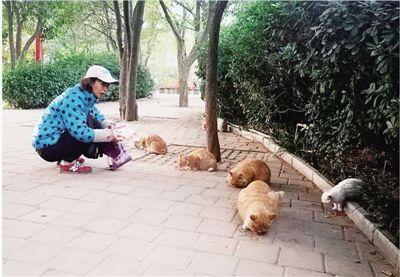 流浪小猫吃什么:喂流浪猫吃什么猫粮 喂食物给流浪猫吃是好事还是坏事？