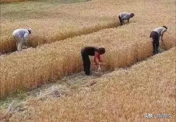 头条问答 年河南小麦成熟了 小麦产量咋样 一亩地收割费用多少钱 27个回答