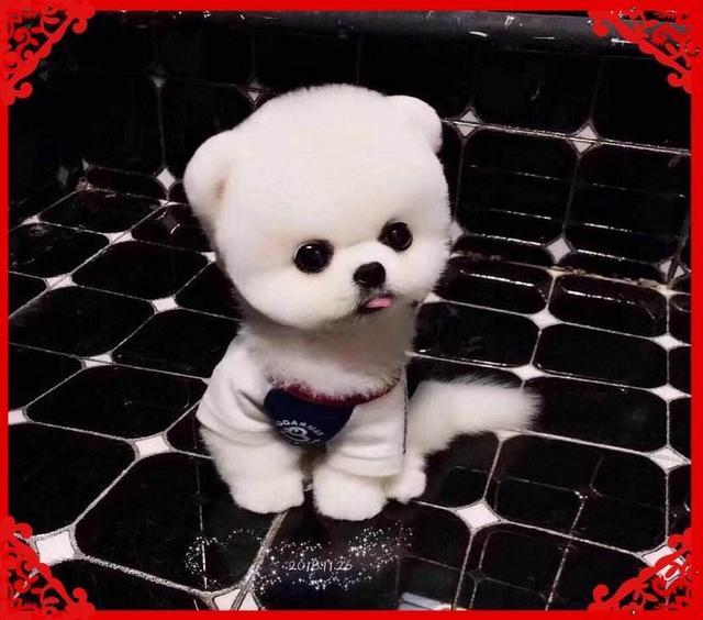 俊介犬是什么犬:博美犬为什么这么受欢迎？养它有什么好处吗？