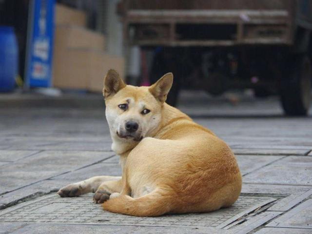 捡到一只流浪狗很爱喝水:狗狗肾衰竭很喜欢喝水怎么回事？