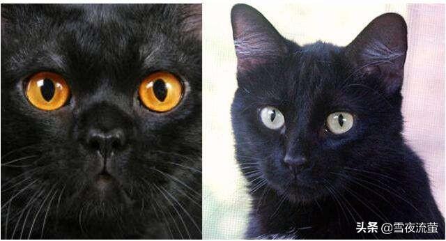 卡尔特猫图片:卡尔特猫价格 1500买了一只猫，身上花纹唬人的很，你们说我买的值不值？