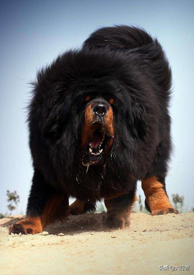 战斗力最强的狗狗排行榜:藏獒是犬类里战斗力最强的吗？