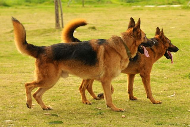 德系罗威那狗:美系罗威纳犬与德系罗威纳犬都有哪些区别？