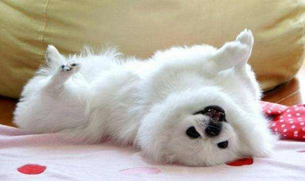 头条问答 - 狗为什么在主人床上打滚?(49个回答)