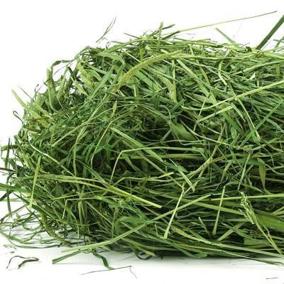 宠物龙猫用品有哪些:自己可以帮龙猫剪牙吗？注意什么？