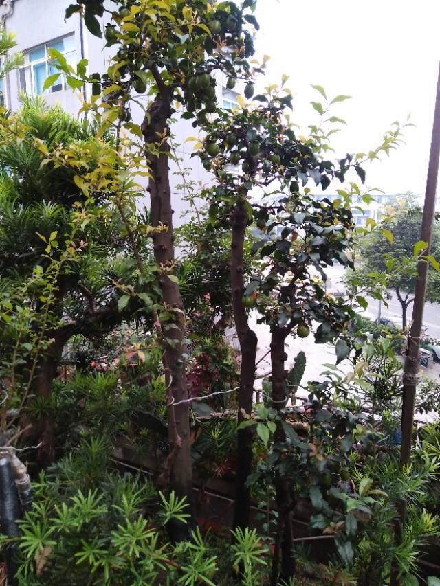 金喜庆:藏红花的功效是什么？哪些人适合吃？