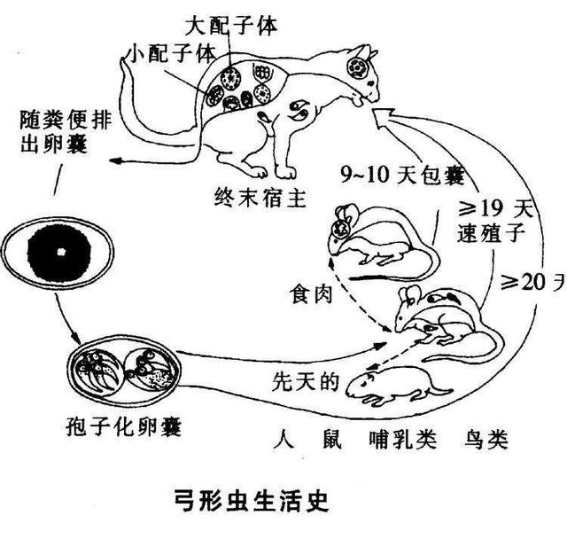 狗的弓形虫病的症状:柯基身体会产生弓形虫吗？ 狗得弓形虫病的症状