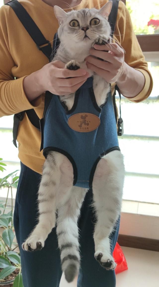 养猫记 by angelo:有人说猫是奸臣，它到底与主人有感情吗？