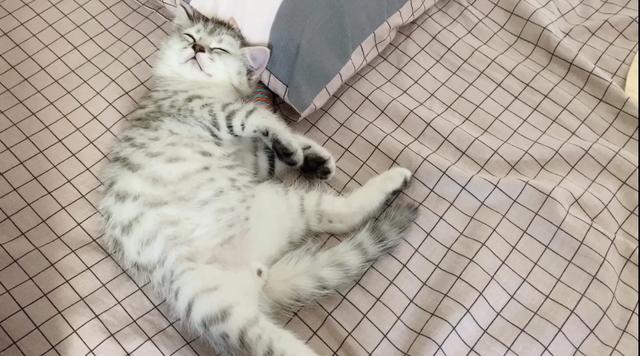 怎么确定猫认主人了?:猫咪睡觉有哪些动作说明已经认主了？