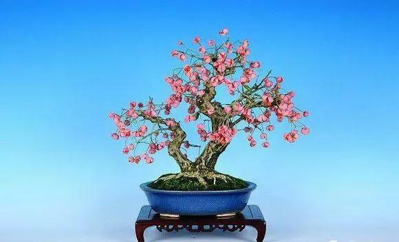 头条问答 - 鬼箭羽下山桩怎么种?(8个回答)