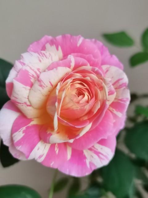 月季花品种介绍:月季花的品种都有哪些 盆栽月季花用什么品种好？