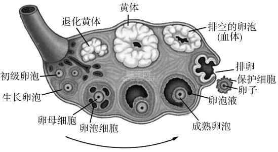那不勒斯獒:我国哪种狗是世界上排行第一的猎狗？为什么？