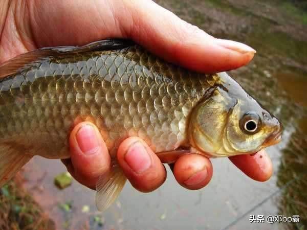 为什么夏天钓鱼很难?野钓鲫鱼都没有？