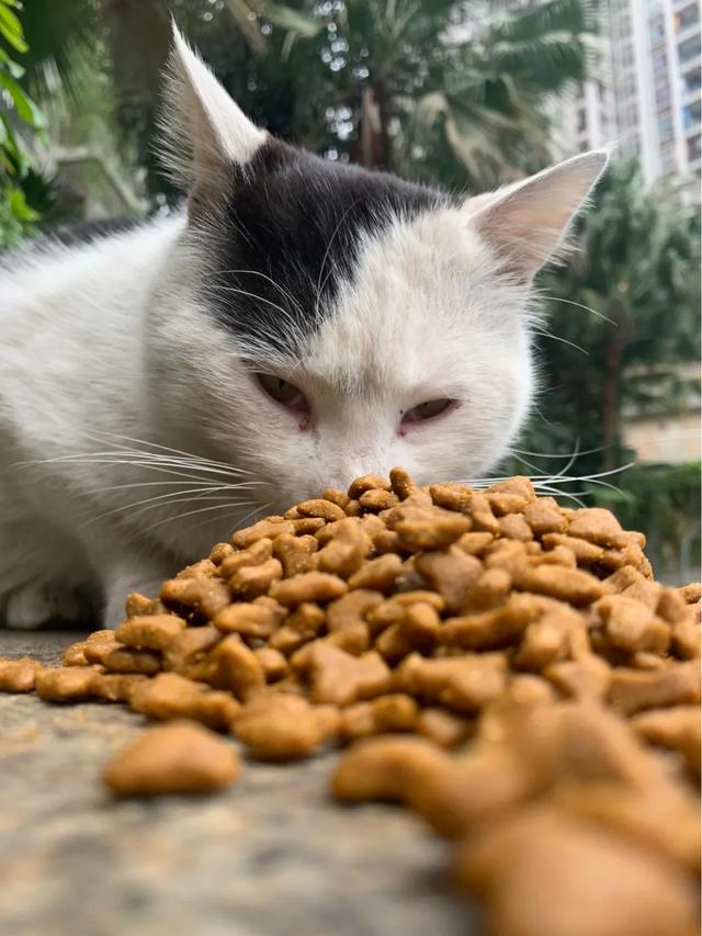 流浪猫和家猫的寿命差:为什么会说猫在外面生活就是流浪，流浪猫就一定是受苦受罪吗？ 流浪猫的寿命一般多少