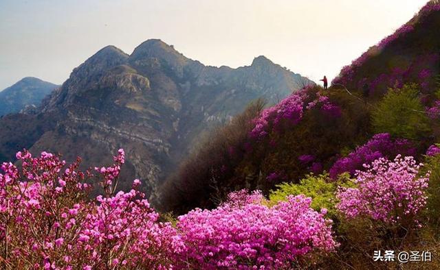 千花网阿拉爱上海后花园:我国欣赏杜鹃花最好的地方在哪