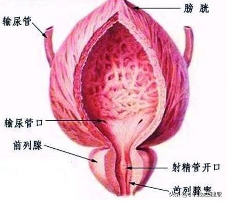 急性泪囊炎是如何引起的，急性前列腺炎是怎么引起的