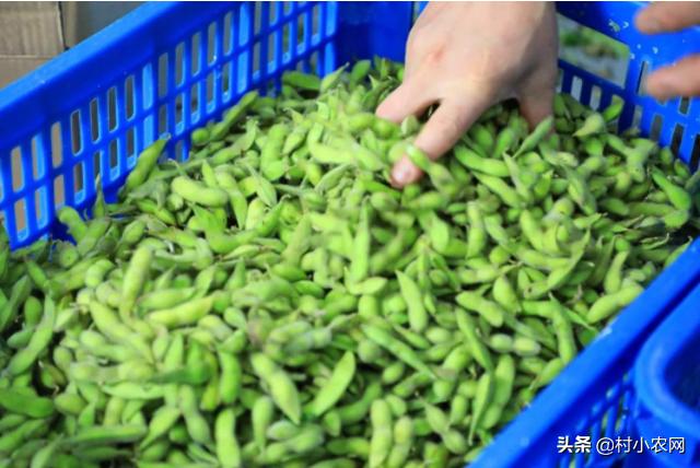 头条问答 毛豆种植枝术都有哪些 11个回答