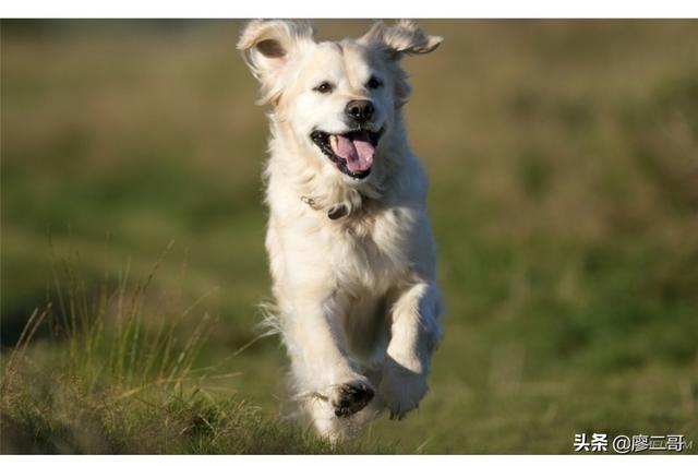 apex寻血猎犬震慑者:apex寻血猎犬震慑者皮肤 哈士奇为什么不适合做警犬？