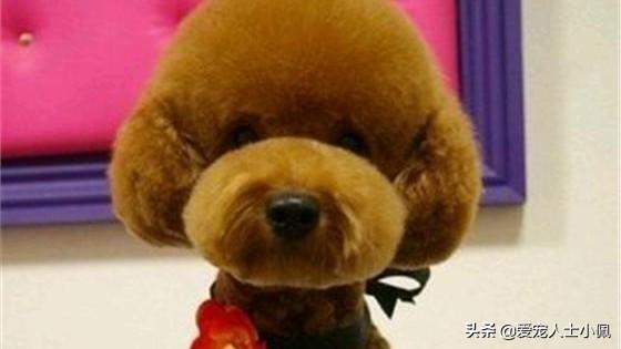 改变世界的犬类:狗是远古人类驯服狼后进化来的，还是狼自身进化而来的？