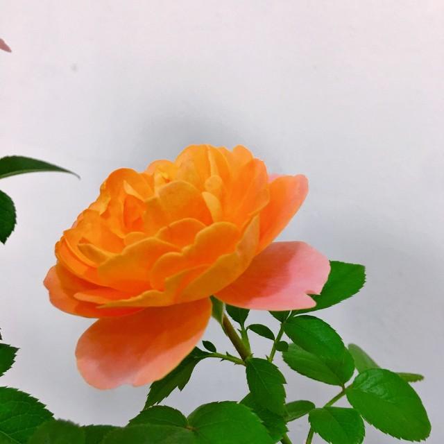 月季花品种介绍:月季花的品种都有哪些 盆栽月季花用什么品种好？