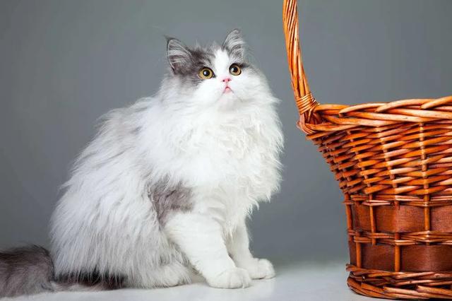 波斯猫图片:想养猫，孩子较小，要养什么品种的猫，有什么注意事项？