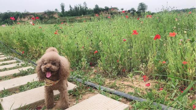 狗狗生病突然特别粘人:我家狗狗老流很粘稠的口水，没精神，吃不下饭，怎么办？