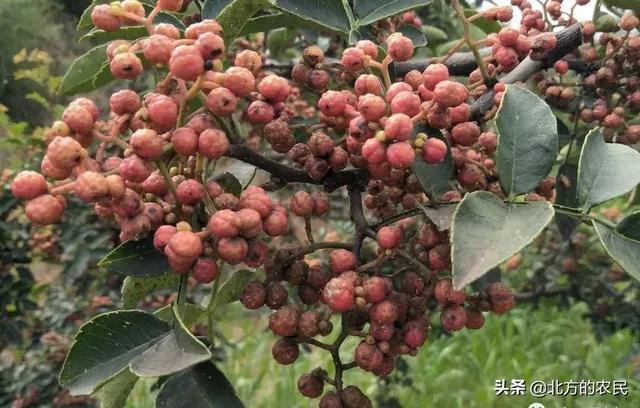 树锦鸡儿植株变黑:花椒树和花椒都发黑是什么原因？